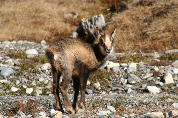 Fauna delle Alpe